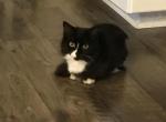 Shadow - Munchkin Cat For Sale - Salem, OR, US