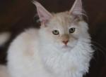 Disney - Maine Coon Cat For Sale - NY, US