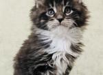 Kirill polydactyl - Maine Coon Cat For Sale - Hollywood, FL, US