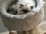 Berkshire Beauties - Himalayan Cat For Sale - Berkshire, NY, US