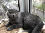 Bumer1 - Scottish Fold Cat For Sale - NY, US