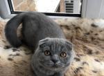 Atos 1 - Scottish Fold Cat For Sale - NY, US