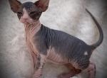 Talia - Sphynx Cat For Sale - Scottsdale, AZ, US