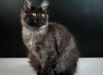 Amanda - Maine Coon Cat For Sale - NY, US