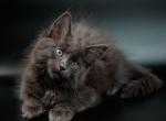 Thor - Maine Coon Cat For Sale - NY, US