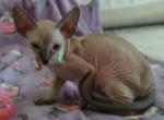 Porche Male Peterbald Seal Point - Peterbald Cat For Sale - Dallas, TX, US