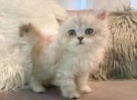 Scottish Straight kitten - Scottish Fold Cat For Sale - Orlando, FL, US