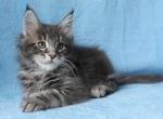 Oliver - Maine Coon Cat For Sale - Hollywood, FL, US