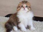 Vita - Scottish Fold Cat For Sale - Hollywood, FL, US