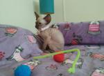 BMW Female Peterbald Seal Point - Peterbald Cat For Sale - Dallas, TX, US