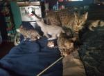 Purebred Bengal kittens - Bengal Cat For Sale - VA, US