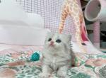 bobi longhair - Munchkin Cat For Sale - Staten Island, NY, US