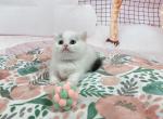 kimmy - Munchkin Cat For Sale - Staten Island, NY, US