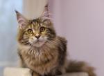 Gabby - Maine Coon Cat For Sale - NY, US