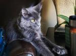 C Litter Sparrow x Gracie - Maine Coon Cat For Sale - Las Vegas, NV, US