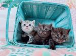 bluenat litter - Munchkin Cat For Sale - Staten Island, NY, US