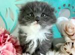 Malachi - Munchkin Cat For Sale - Ava, MO, US