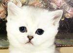 Grace - Scottish Fold Cat For Sale - Exton, PA, US