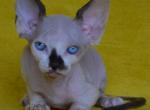 Dallas - Sphynx Cat For Sale - Norwalk, CT, US