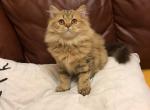 Mia - Scottish Straight Cat For Sale - Norwalk, CT, US