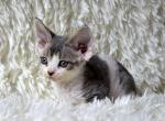 Mikki - Devon Rex Cat For Sale - Miami, FL, US