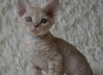 Vico - Devon Rex Cat For Sale - Miami, FL, US