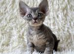 Vinz - Devon Rex Cat For Sale - Miami, FL, US