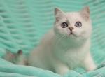 Pumpkin - British Shorthair Cat For Sale - Miami, FL, US