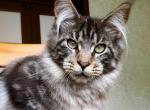 Romus polydactyl - Maine Coon Cat For Sale - Hollywood, FL, US