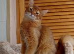 Bruks Somali - Abyssinian Cat For Sale - Pembroke Pines, FL, US