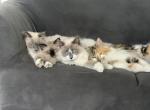 Previous Litters of Kittens - Ragdoll Cat For Sale - Mount Vernon, WA, US