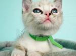 Snow Bengal Snowdrop - Bengal Cat For Sale - Crestview, FL, US