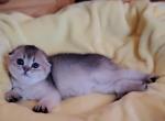 Katunya - Scottish Fold Cat For Sale - New York, NY, US