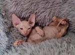 Casper - Sphynx Cat For Sale - Mundelein, IL, US