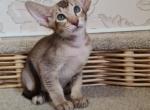 Nobel - Oriental Cat For Sale - Miami, FL, US