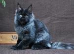 Bomb - Maine Coon Cat For Sale - Norwalk, CT, US