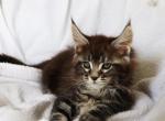 Ferdinand - Maine Coon Cat For Sale - Hollywood, FL, US