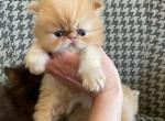 Miniature Red male Persian - Persian Cat For Sale - MI, US