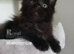 Abercrombie - Maine Coon Cat For Sale - Pensacola, FL, US