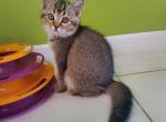 Lola - Scottish Straight Cat For Sale - Miami, FL, US