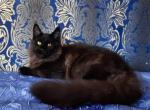 Ernest - Maine Coon Cat For Sale - Norwalk, CT, US