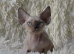 Wasabi - Devon Rex Cat For Sale - Miami, FL, US