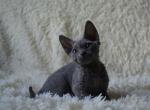 Watson - Devon Rex Cat For Sale - Miami, FL, US