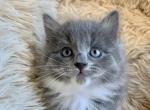 Scotia - Domestic Cat For Sale - Westfield, MA, US