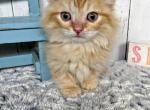 Oliver - Munchkin Cat For Sale - Joplin, MO, US