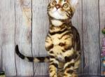 Bengal very beautiful female - Bengal Cat For Sale - Brookline, MA, US