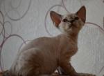 Clara - Devon Rex Cat For Sale - Miami, FL, US