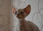 Bras - Devon Rex Cat For Sale - Norwalk, CT, US