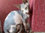 Claud - Sphynx Cat For Sale - Pembroke Pines, FL, US