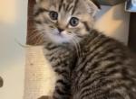 Lus - Scottish Fold Cat For Sale - Philadelphia, PA, US